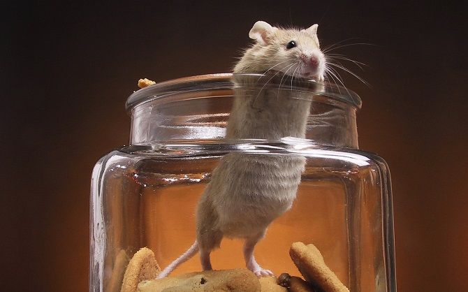 В домашних условиях мышь может прожить до пяти-шести лет