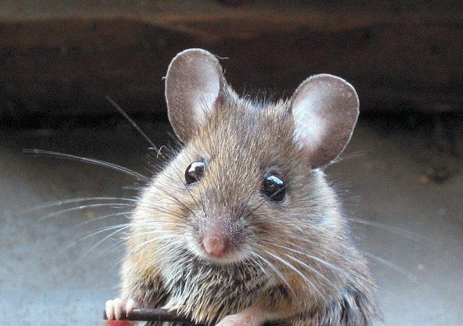 Мыши являются переносчиками серьезных заболеваний