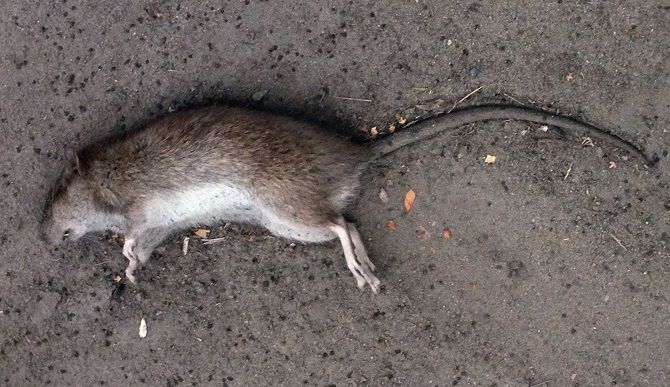 Мертвая крыса