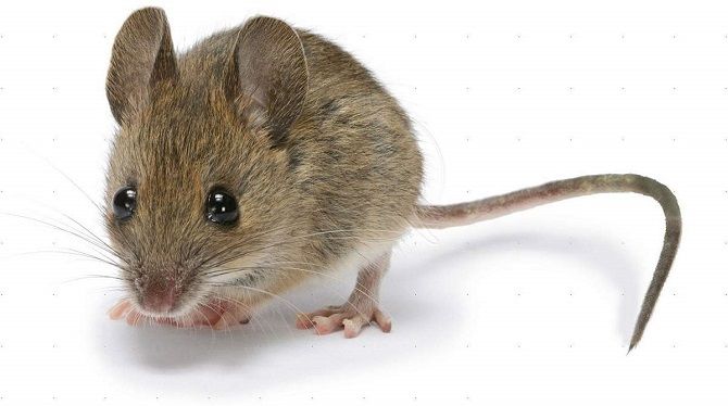 Иногда взрослую мышку путают с крысенком